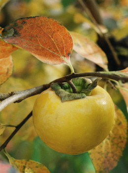 孕婦吃柿子的好處有哪些?