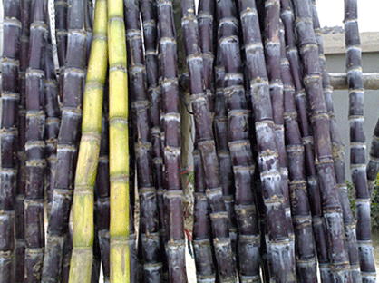 �������g�ЋD�ܳԸ���᣿�ЋD�Ը�����ʲô��̎��