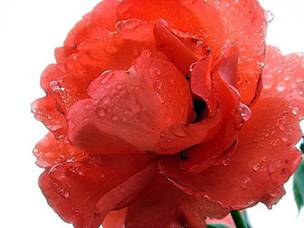 Ů�Գ��ñ����o��Һ���ܕ����²���