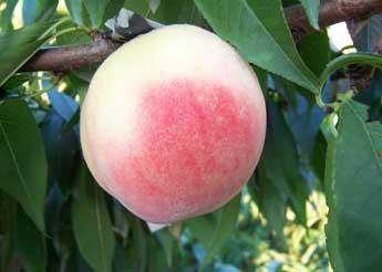 �ЋD���Գ����ӆ᣿���г����ӵĺ�̎