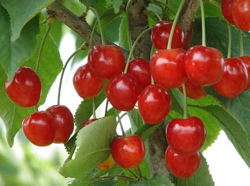 �ЋD�ܳԙ��҆᣿���гԙ��ҵĺ�̎