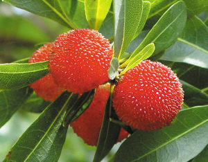 �ЋD�ܳԗ�÷�᣿���гԗ�÷�ĺ�̎����Щ��