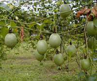 �ЋD�ܳ�����ɏ��?�������Ћ������ӳ�����ɏ