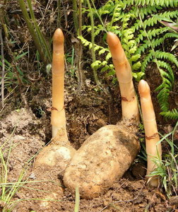 �ЋD�ܳ������?�����ڳ������п����������a(ch��n)