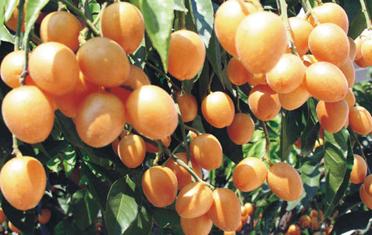 �ЋD�ܳ��SƤ�᣿���г��SƤ����Щ��̎��