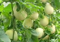 �ЋD�ܳ���φ᣿���г���ϵĺ�̎����Щ��