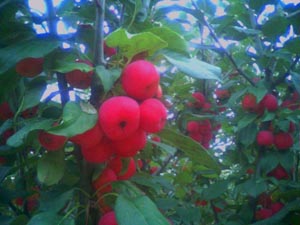 �ЋD�ܳԺ��Ć᣿���гԺ��Ĺ��ò��ã�