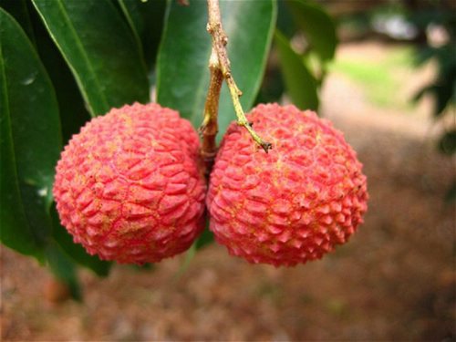 �������ܳ���֦�᣿��֦���ϻ�Ҫ��ʳ