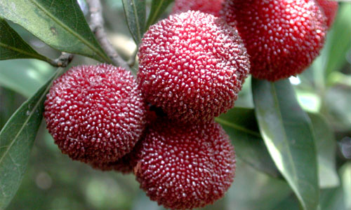 �������ܳԗ�÷�᣿ʳ�×�÷���˼�