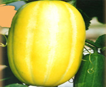 �������ܳ���φ��������ӑ��ٳԺ��Թ���