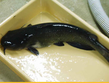 �ЋD�ܳ��T�~�����������g���ٳ��T�~