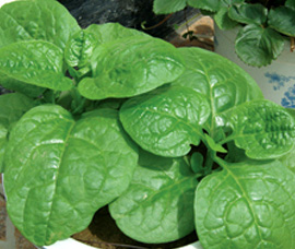 �ЋD�ܳ�ľ���ˆ᣿�������g���ܳ���Щ�߲�