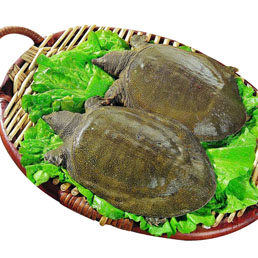 �������ܳԼ��~�᣿�a�D�Լ��~�ò��ã�