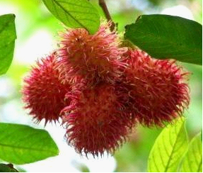 �ЋD�ܳԼtë���᣿���гԶ�të�������ϻ�