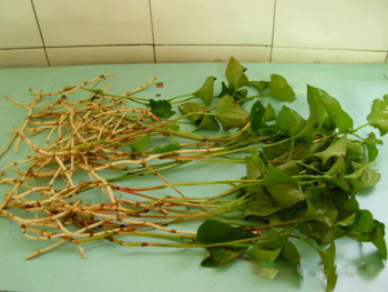 孕婦能吃魚腥草嗎?孕期吃魚腥草寶寶皮膚白?