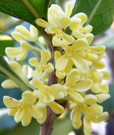 �ЋD�����𻨆᣿���㌦�ЋD�Æ᣿