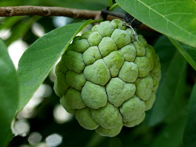 �ЋD�ܳԷ���֦�᣿���г���ȹ��Æ᣿