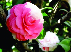 �ЋD�����B(y��ng)�����܌�(d��o)�����a(ch��n)