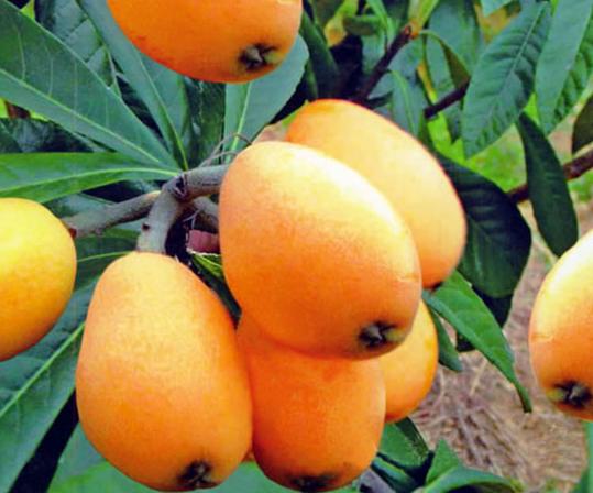 ����1�q�Č����ܳ����ˆ���