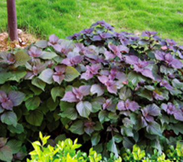 孕婦能吃紫蘇嗎?懷孕沒胃口食用紫蘇好嗎