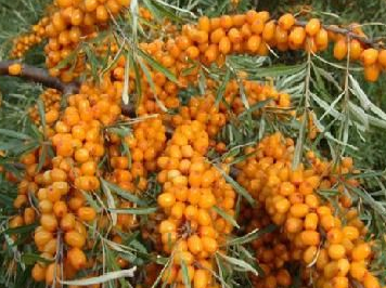 �ЋD�ܳ�ɳ���᣿���п��Ժ�ɳ��֭��