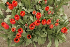 �ЋD��Ҫ�h�x��Щ������