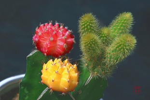 �ЋD���g��(y��ng)ԓ��ʲô������Щ�������B(y��ng)��