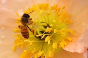 �ЋD���̤����ע�⻨���^��������ô�k?