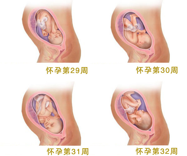 懷孕八個(gè)月_懷孕8個(gè)月胎兒圖_孕婦8個(gè)月注意事項(xiàng)_吃什么好