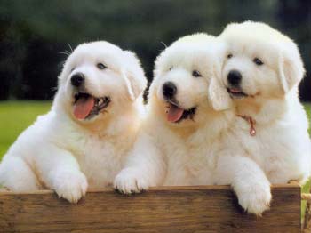 �ЋD��Ҋ����ʲô��˼�����Aʾ������Ů��