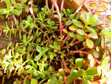 �ЋD��Ұ�˕����a�᣿��ЩҰ�˲��ܳԣ�