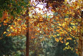 ��������ͩ���^����ô�k������ί�