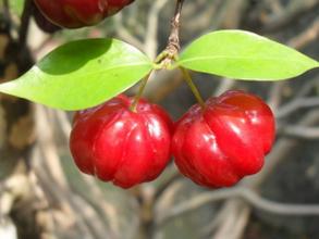 �ЋD�ܳԟ��\���᣿���гԟ��\����ʲô��̎