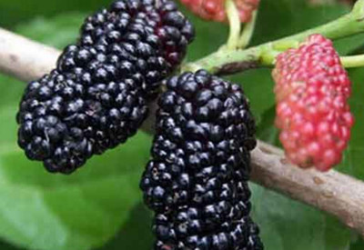 �ЋD�ܳԞ�÷�������гԞ�÷����Щ��̎��-1