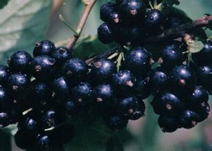 �ЋD�ܳԺڼӁ��᣿���гԺڼӁ���ע�����(xi��ng)����Щ