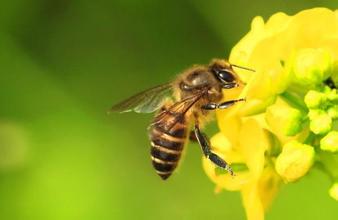 �ЋD���۷��U����ô�k���ЋD���۷��U�����̎����