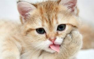 �ЋD���Գ�؈��᣿�����ڳ�؈��ò���