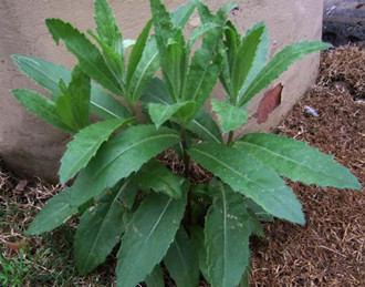 �ЋD�ܳ�С�E�᣿���гԴ̃��ˌ�̥����Ӱ푆�