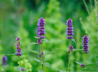 �ЋD�ܳ���ĸ�݆᣿���г���ĸ�ݕ���(d��o)�����a(ch��n)��