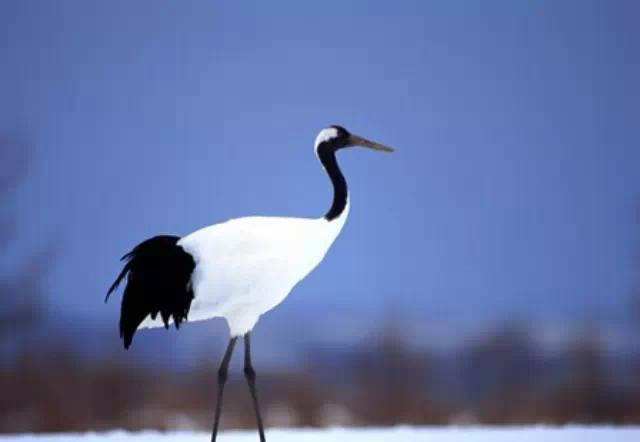 �ЋD��(m��ng)Ҋ���Q��ʲô��˼�����ډ�(m��ng)�����Q�Ǻ���