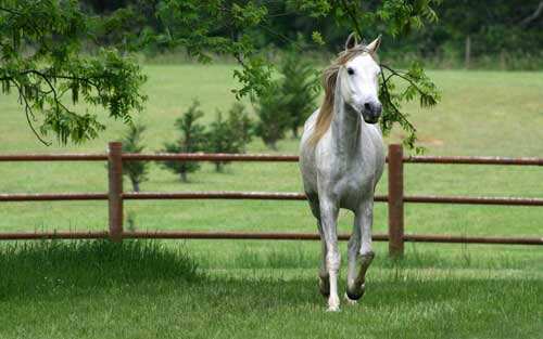 孕婦夢見馬是什么意思?懷孕夢到白馬是不是有好事發生
