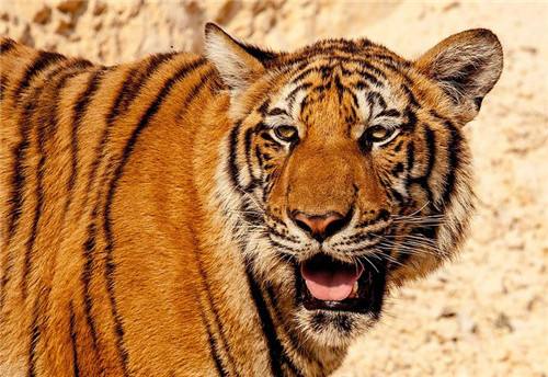 �ЋD��Ҋ�ϻ���ʲô��˼�����Љ����ϻ������к�߀����Ů��