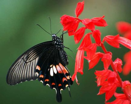 �ЋD��(m��ng)Ҋ������ʲô���x�����Љ�(m��ng)�������ò���