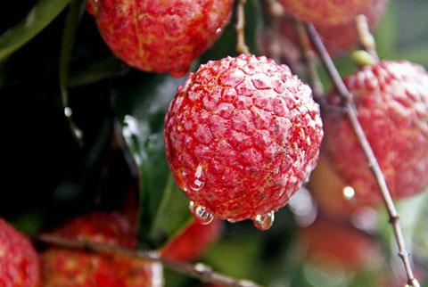 ���캢�ӳ�ʲôˮ���ã������ļ���ˮ��ע�����-2