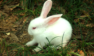 �ЋD��Ҋ������ʲô��˼�����Љ���������Ů����