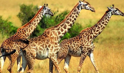 �L�i¹������