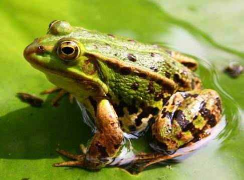 �ЋD��Ҋ������ʲô��˼�����Љ�Ҋ����������߀����Ů