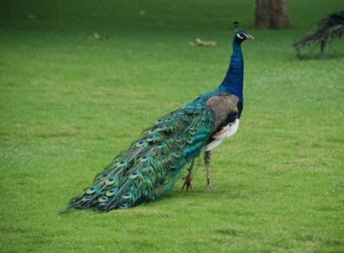 �ЋD��Ҋ��ȸ����ʲô��˼�����Љ�����ȸ������߀����Ů