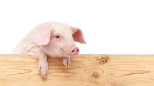 �i�ꌚ����ʲô���ֺã�600���m���i�����ĺ�����