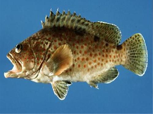 �a�D���Գ�ʯ���~�᣿�a���ʯ���~�I�B�᣿